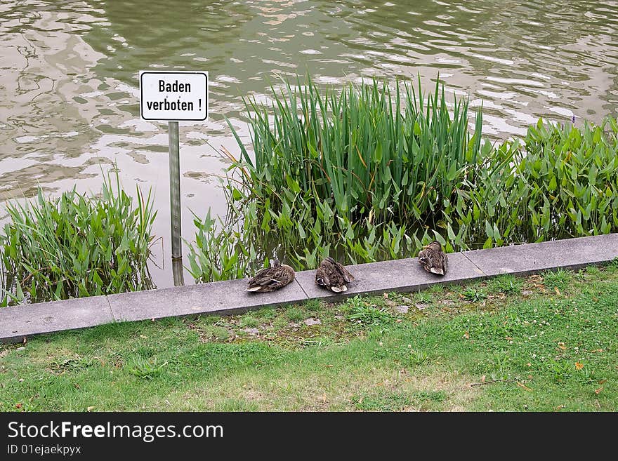 Ducks sleep on the bank of lake. Ducks sleep on the bank of lake