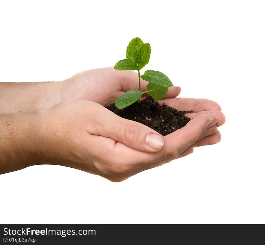 A sprout in palms