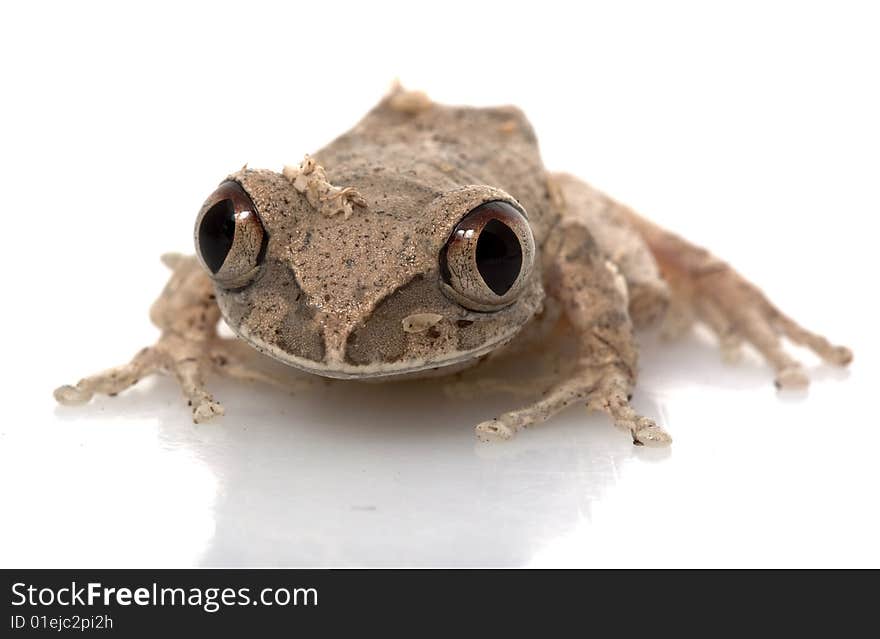 African Big Eyed Frog