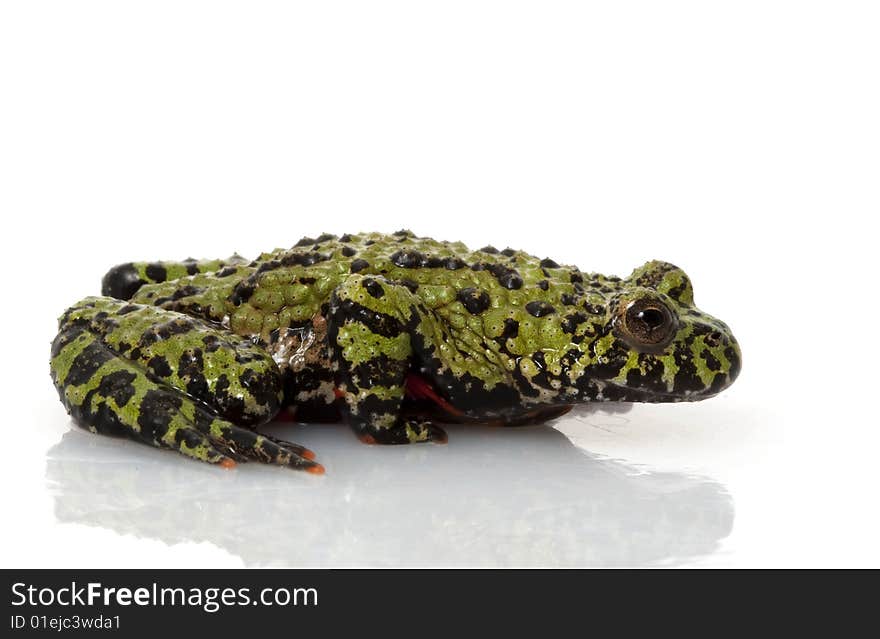 Fire-bellied Toad (Bombina orientalis) isolated on white background.