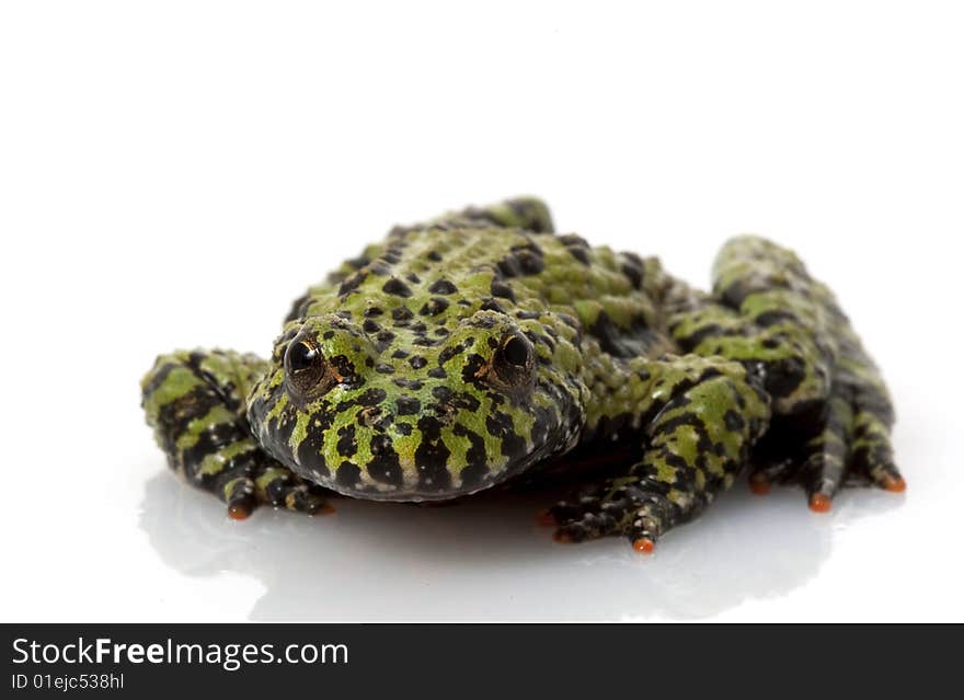 Fire-bellied Toad (Bombina orientalis) isolated on white background.