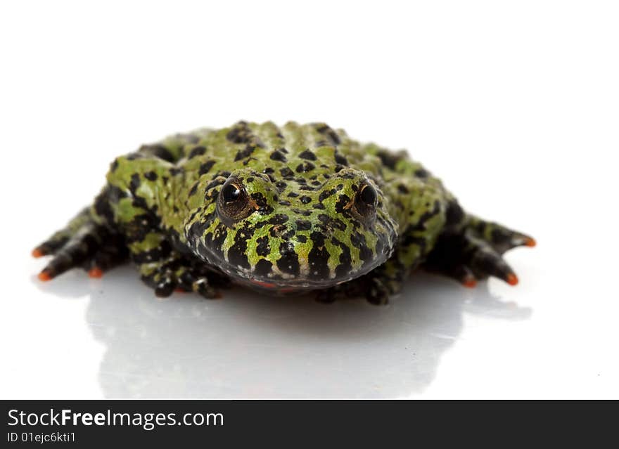 Fire-bellied Toad (Bombina orientalis) isolated on white background.