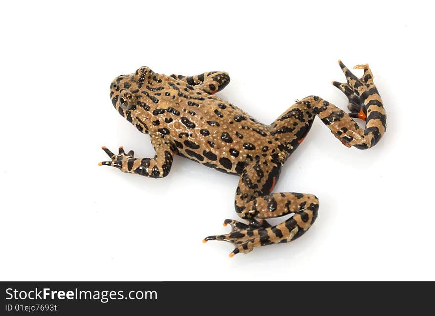 Fire-bellied Toad (Bombina orientalis) isolated on white background.