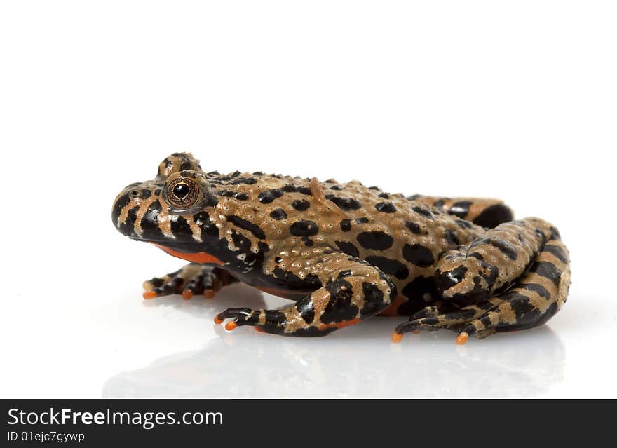 Fire-bellied Toad (Bombina orientalis) isolated on white background.