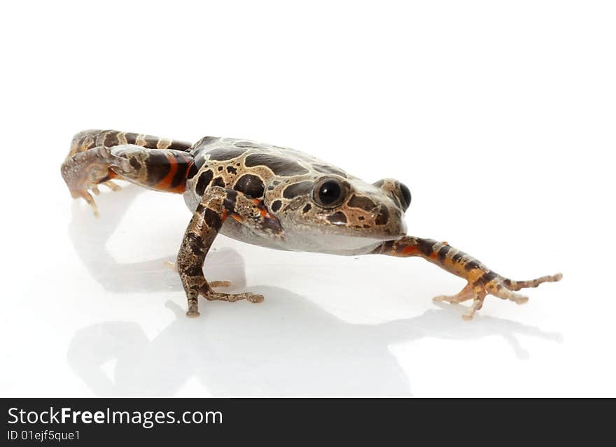 Tiger-Legged Walking Frog (Kassina maculate) isolated on white background.