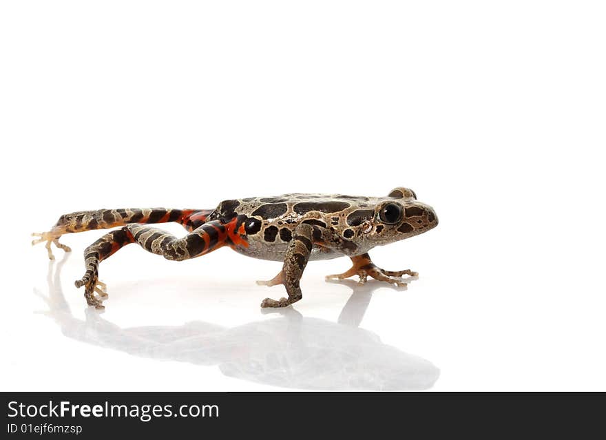 Tiger-Legged Walking Frog (Kassina maculate) isolated on white background.