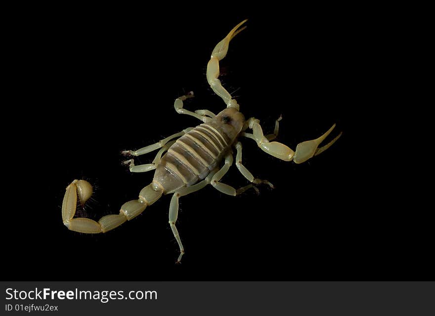 Dune Scorpion