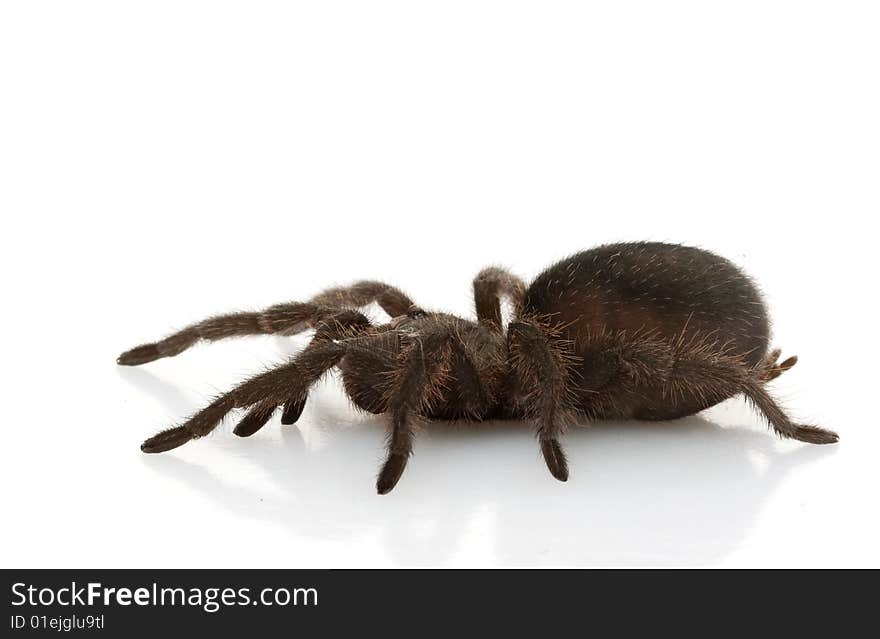 Brazilian Black Tarantula (Grammostola pulchra) isolated on white background.