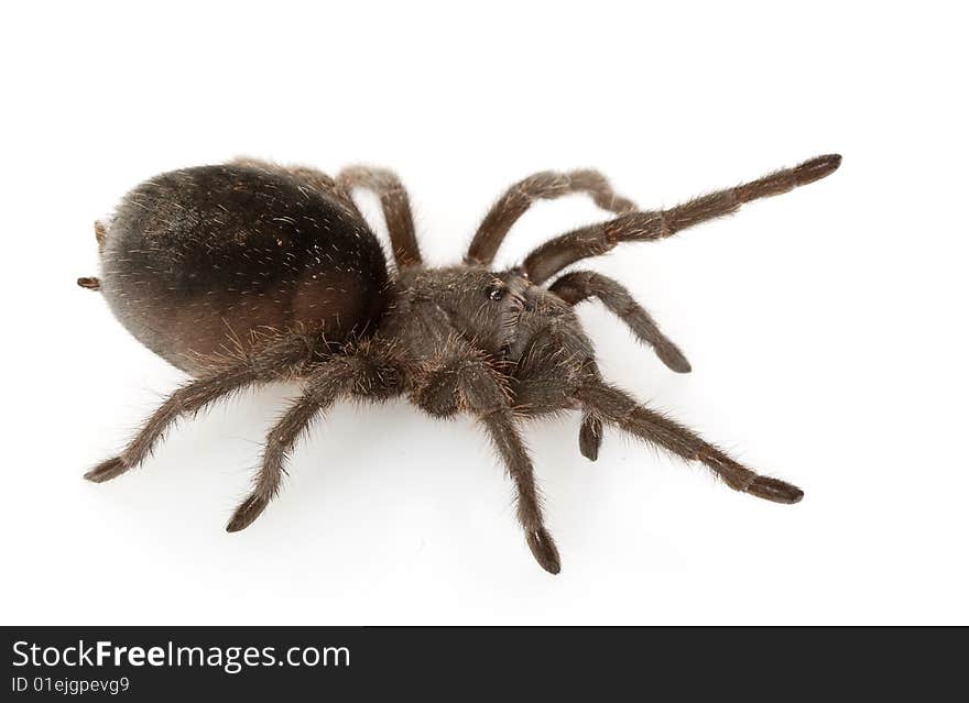 Brazilian Black Tarantula (Grammostola pulchra) isolated on white background.