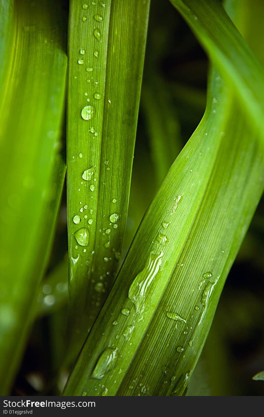 Dew on leaves