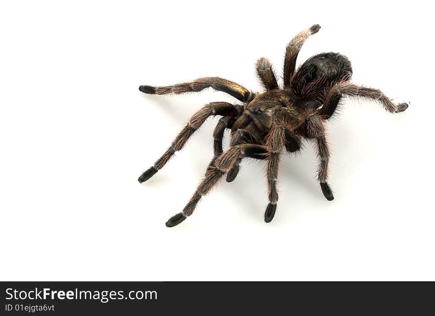 Chilean Beautiful Tarantula (Grammostola cala) isolated on white background.