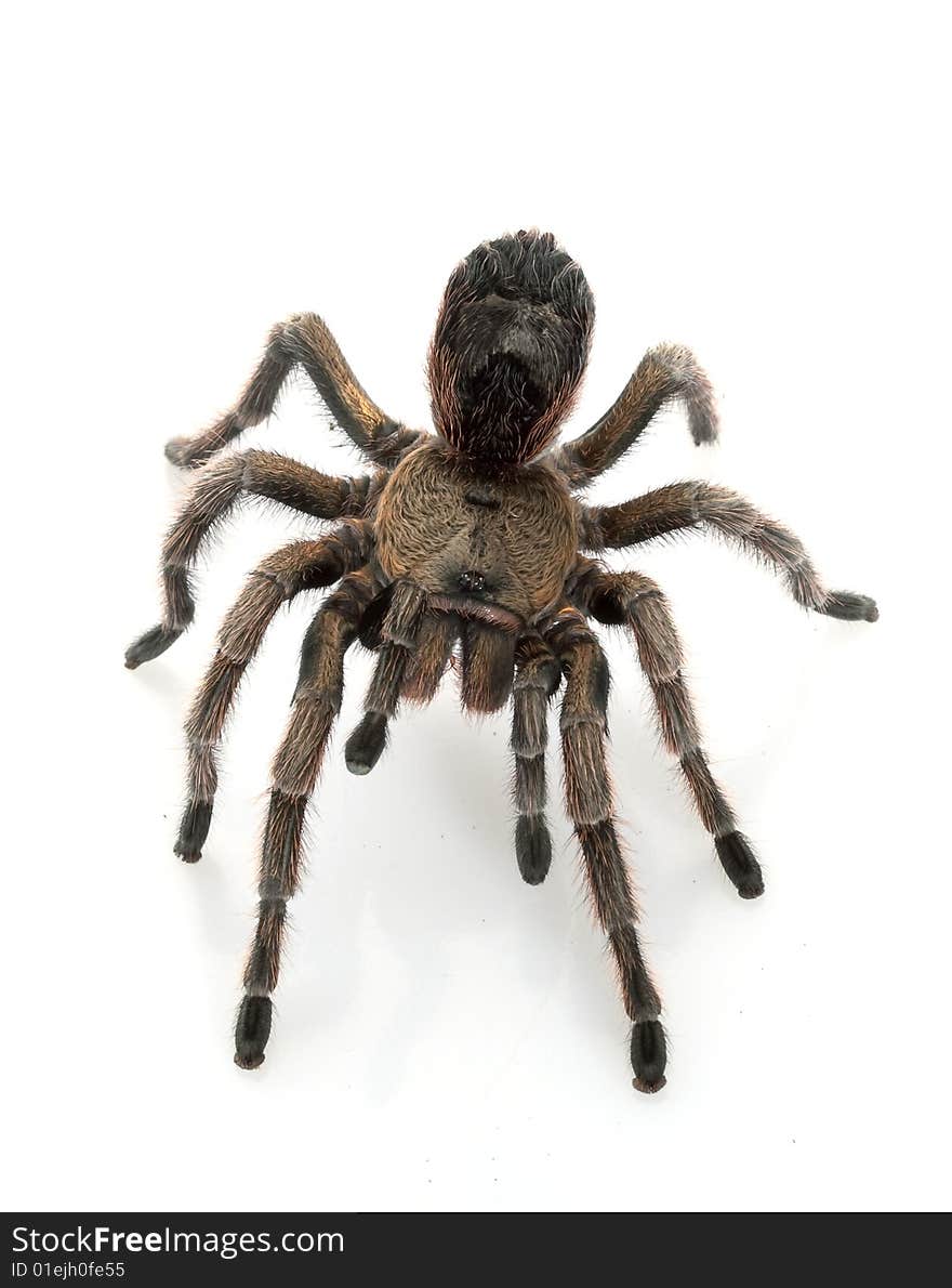 Chilean Beautiful Tarantula (Grammostola cala) isolated on white background.