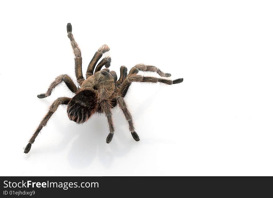 Chilean Beautiful Tarantula (Grammostola cala) isolated on white background.