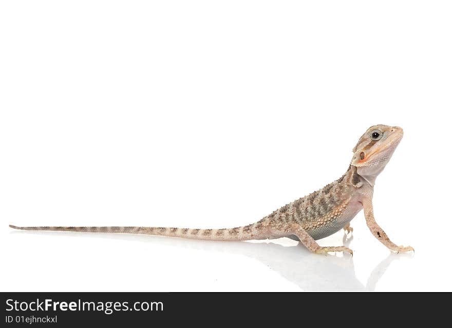 Translucent Bearded Dragon (Pogona vitticeps) isolated on white background.