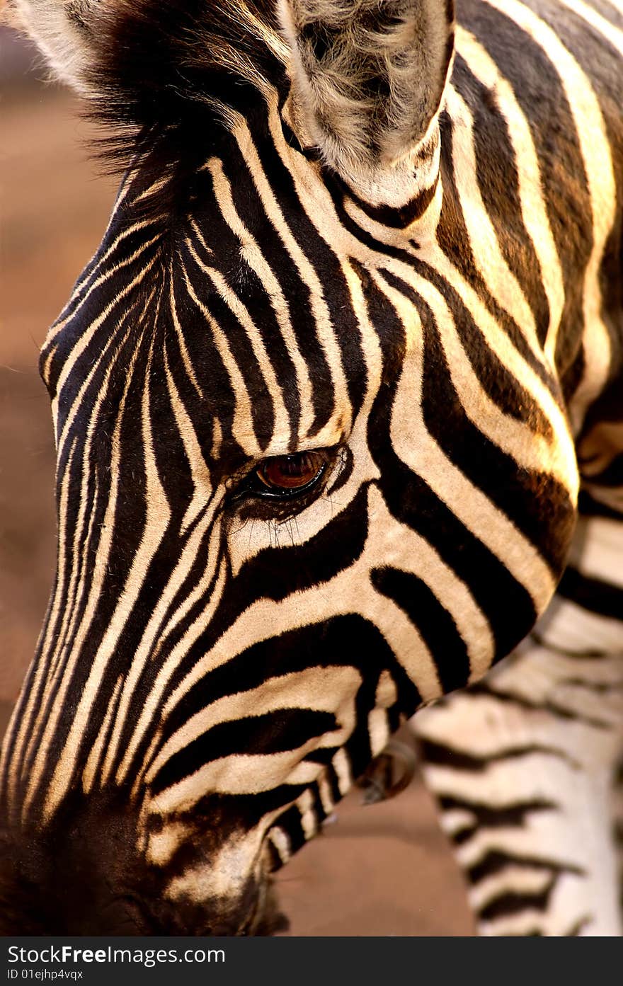 A close up of a zebra in his natuaral habitat