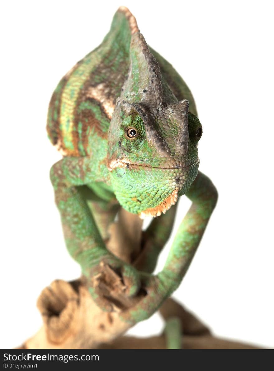 Veiled Chameleon