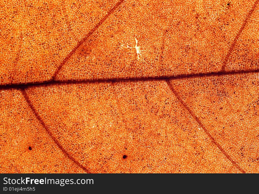 Autumn leaf background, close-up shot