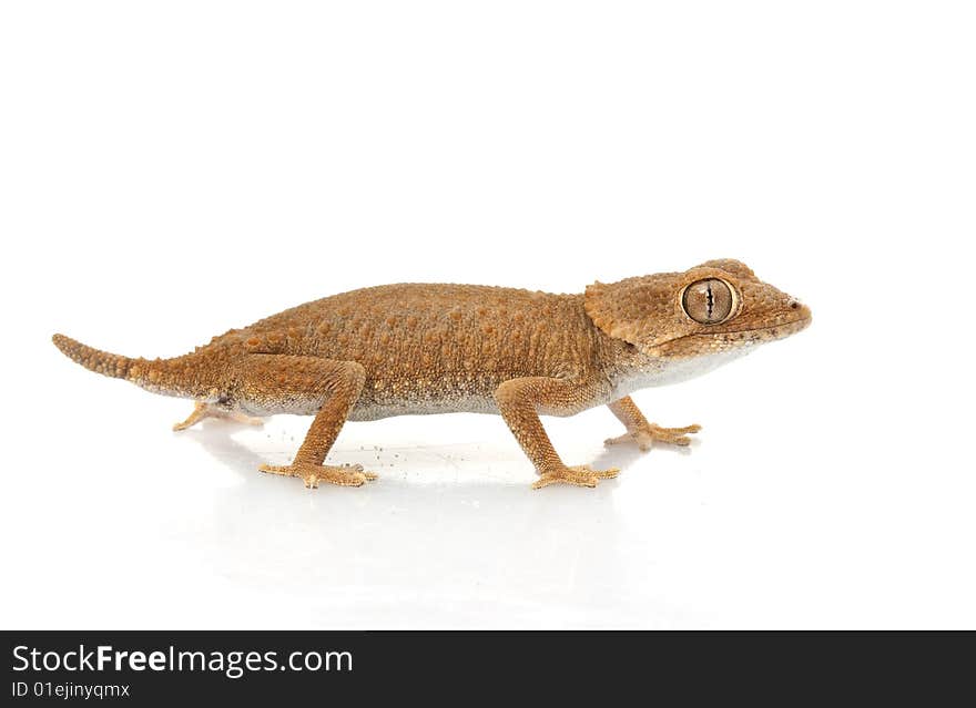 Helmeted Gecko