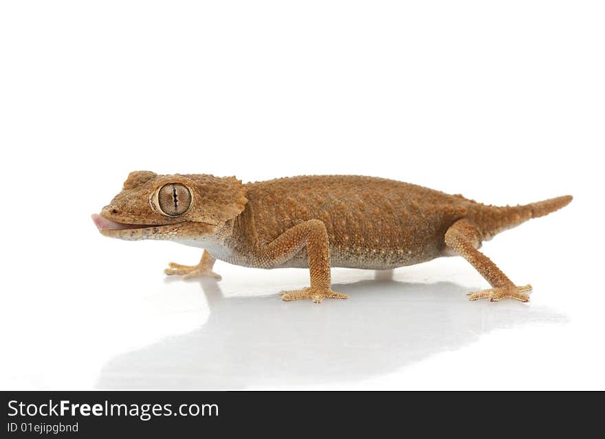 Helmeted Gecko