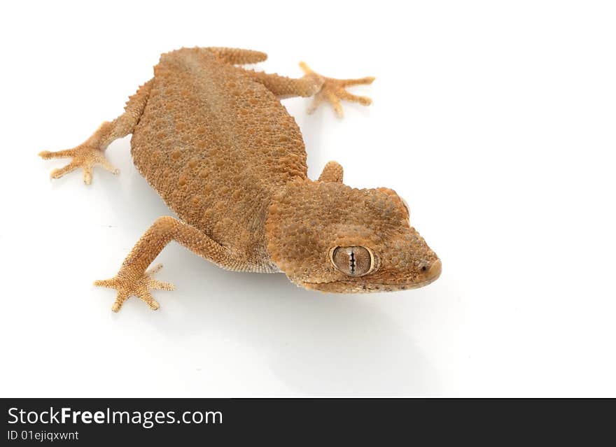 Helmeted Gecko