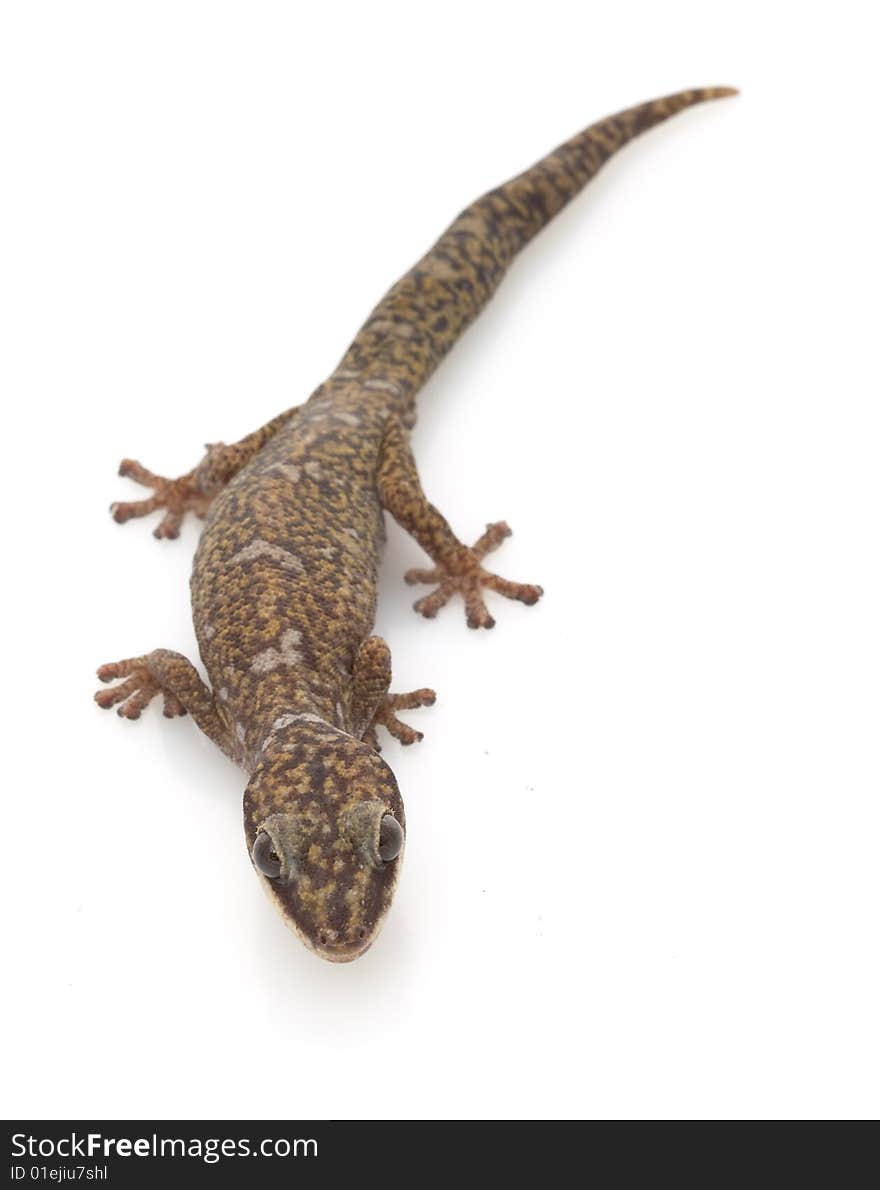 Velvet Gecko