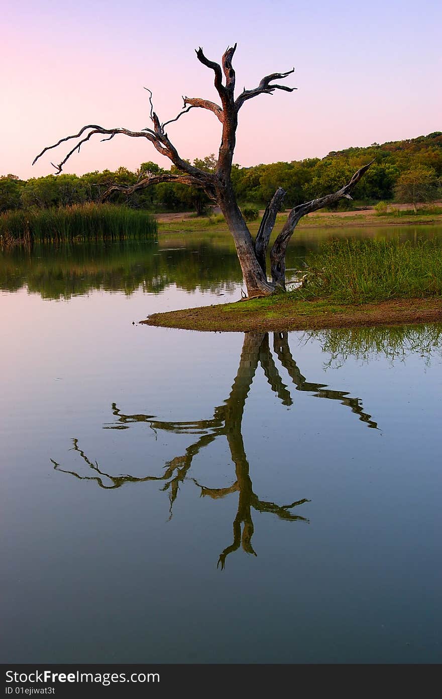 A dead tree reflecting on the water of a man made dam