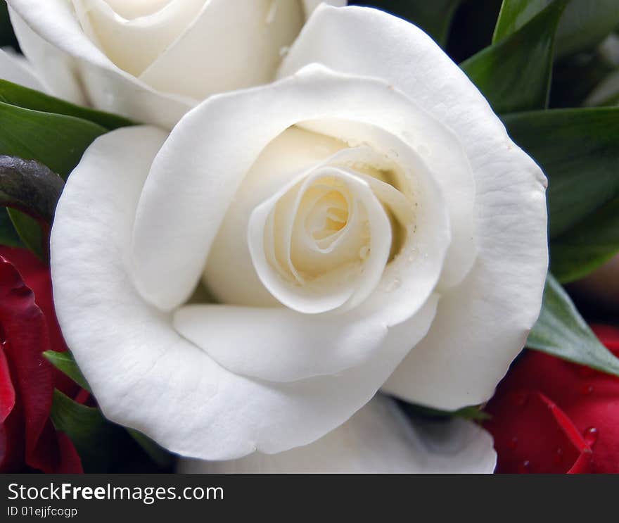 Macro image of a white rose