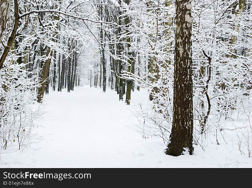 Beautiful winter forest  and the road