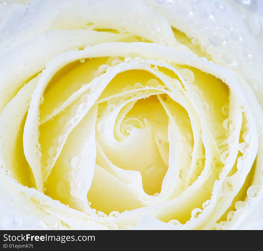 White rose