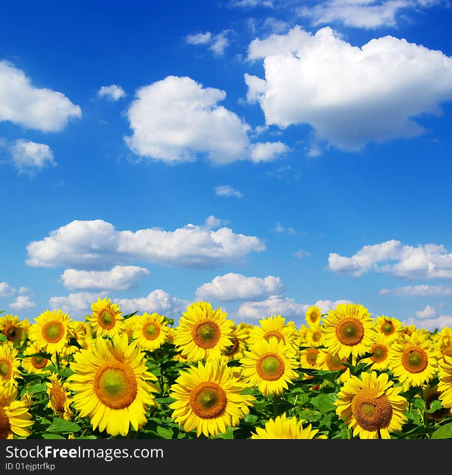 Sunflower field over cloudy blue sky