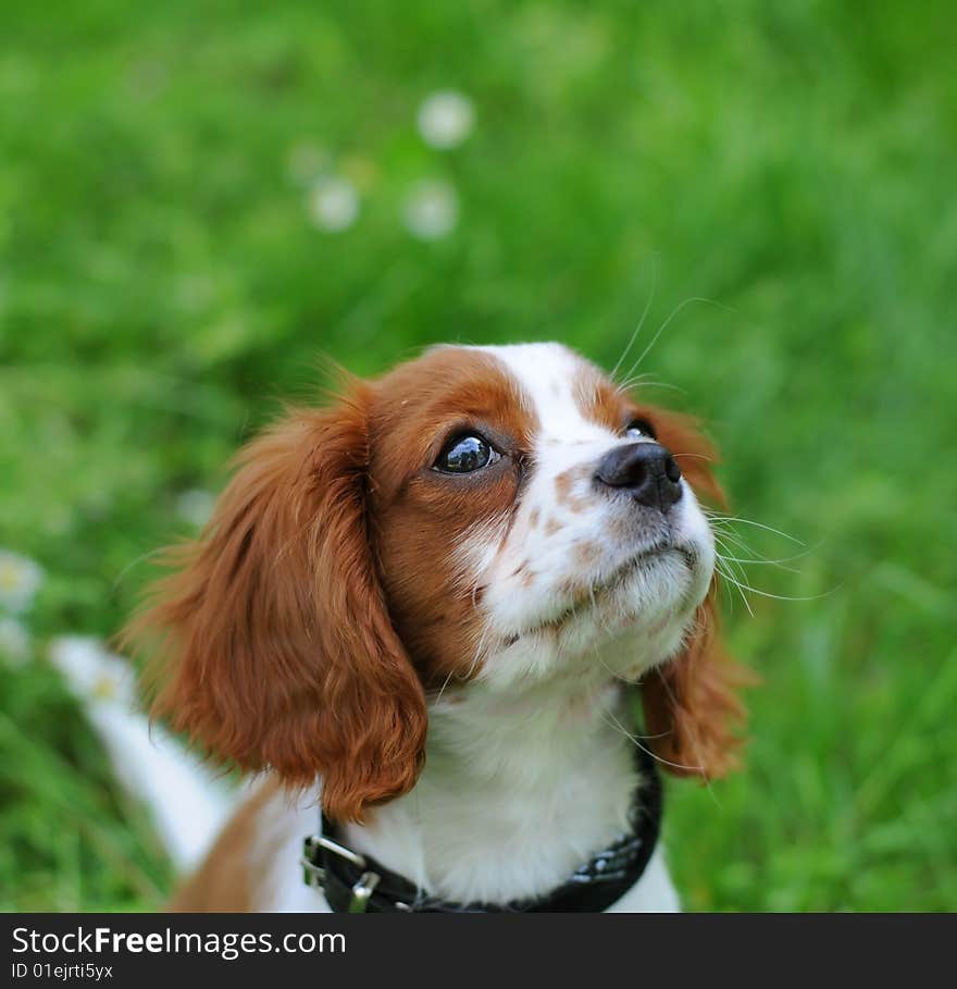 Dog And  Daisies