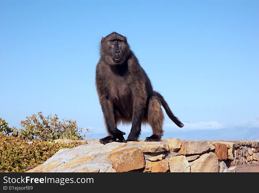 Baboon on the Cape Point. South Africa.