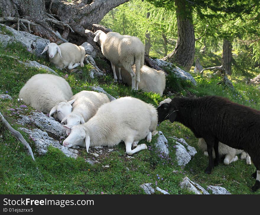 Herd of sheep grazing on the Alpine meadow. Julian Alps. Slovenia. Herd of sheep grazing on the Alpine meadow. Julian Alps. Slovenia.