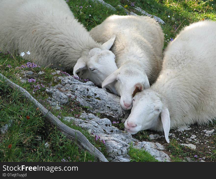 Herd of sheep lying on the Alpine meadow. Julian Alps. Slovenia. Herd of sheep lying on the Alpine meadow. Julian Alps. Slovenia.