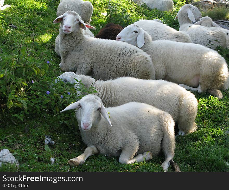 Herd of sheep lying on the Alpine meadow. Julian Alps. Slovenia. Herd of sheep lying on the Alpine meadow. Julian Alps. Slovenia.