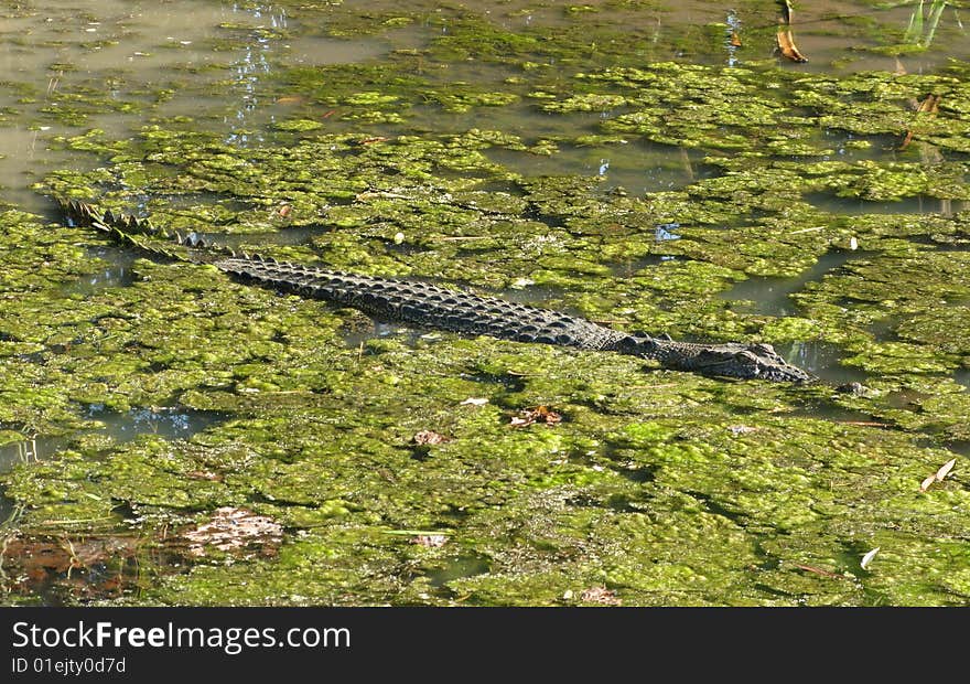 Crocodile lurking