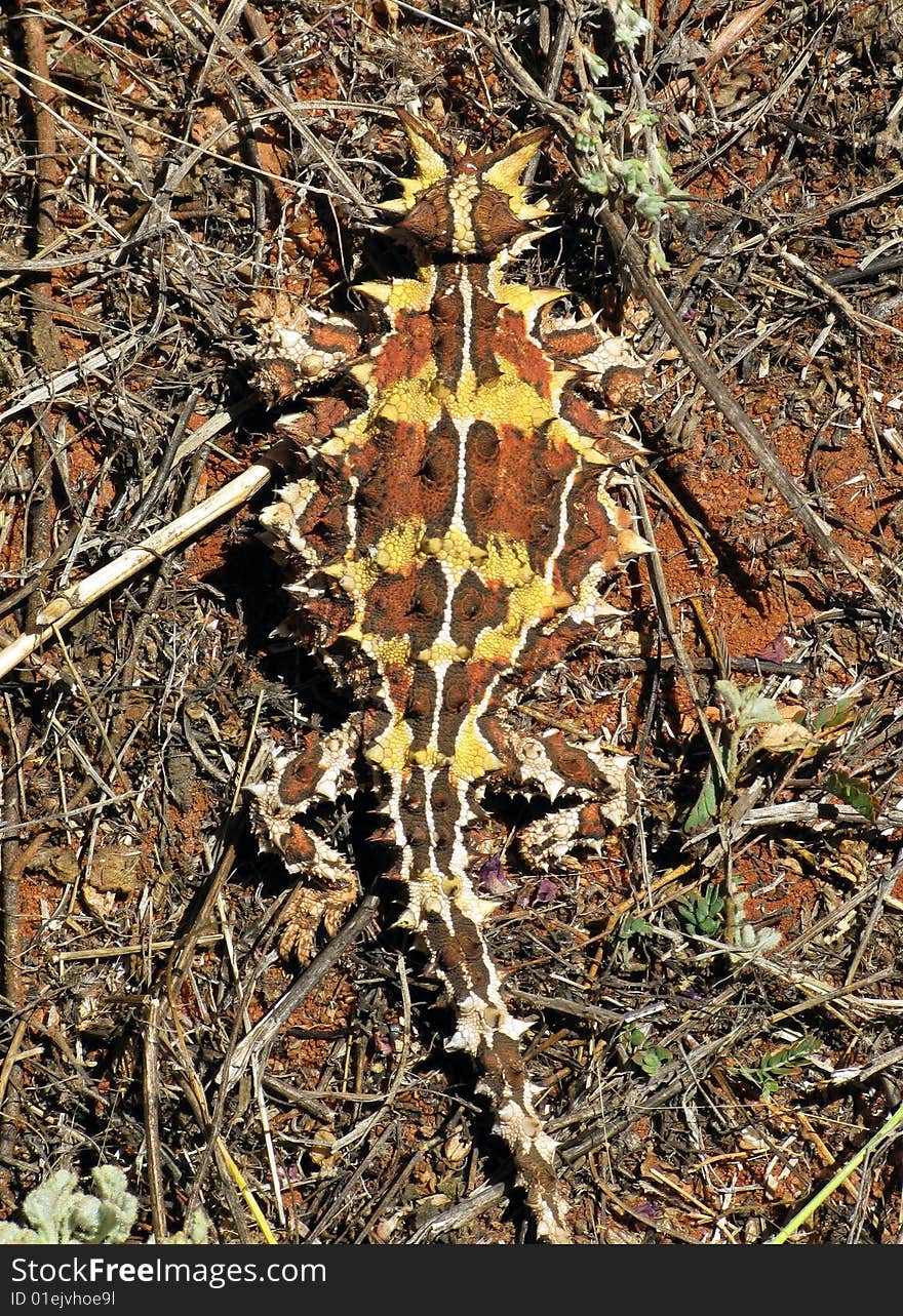 Moloch horridus alias Thorny Devil lizard, Western Australia. Australia