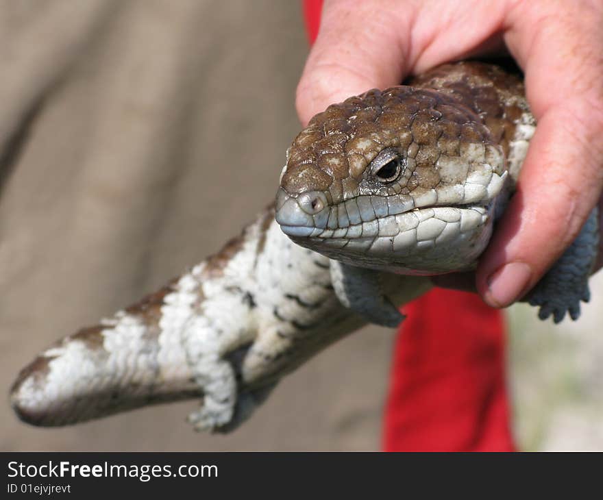 Closeup shot of a Shingleback Lizard in a human hand. Western Australia, Australia