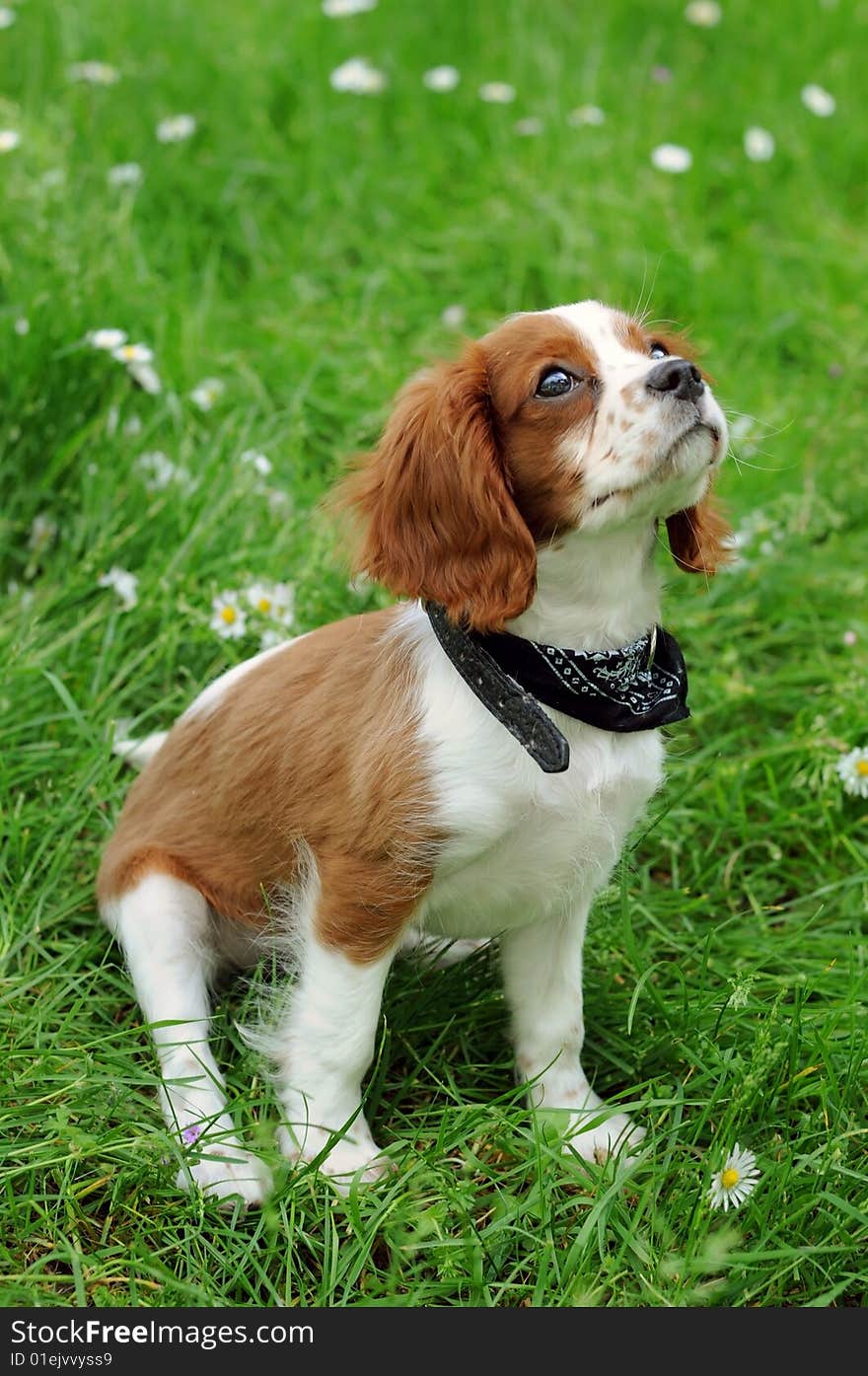 A puppy of cavalier king. A puppy of cavalier king