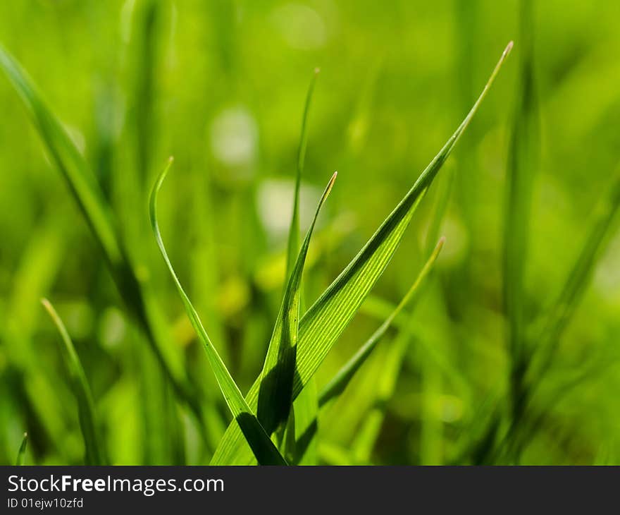 Nature Green grass as beautifull background