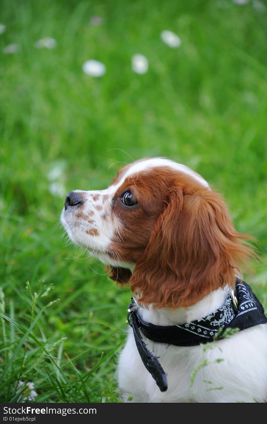 Little dog and  daisies