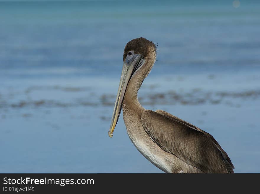 Isolated pelican