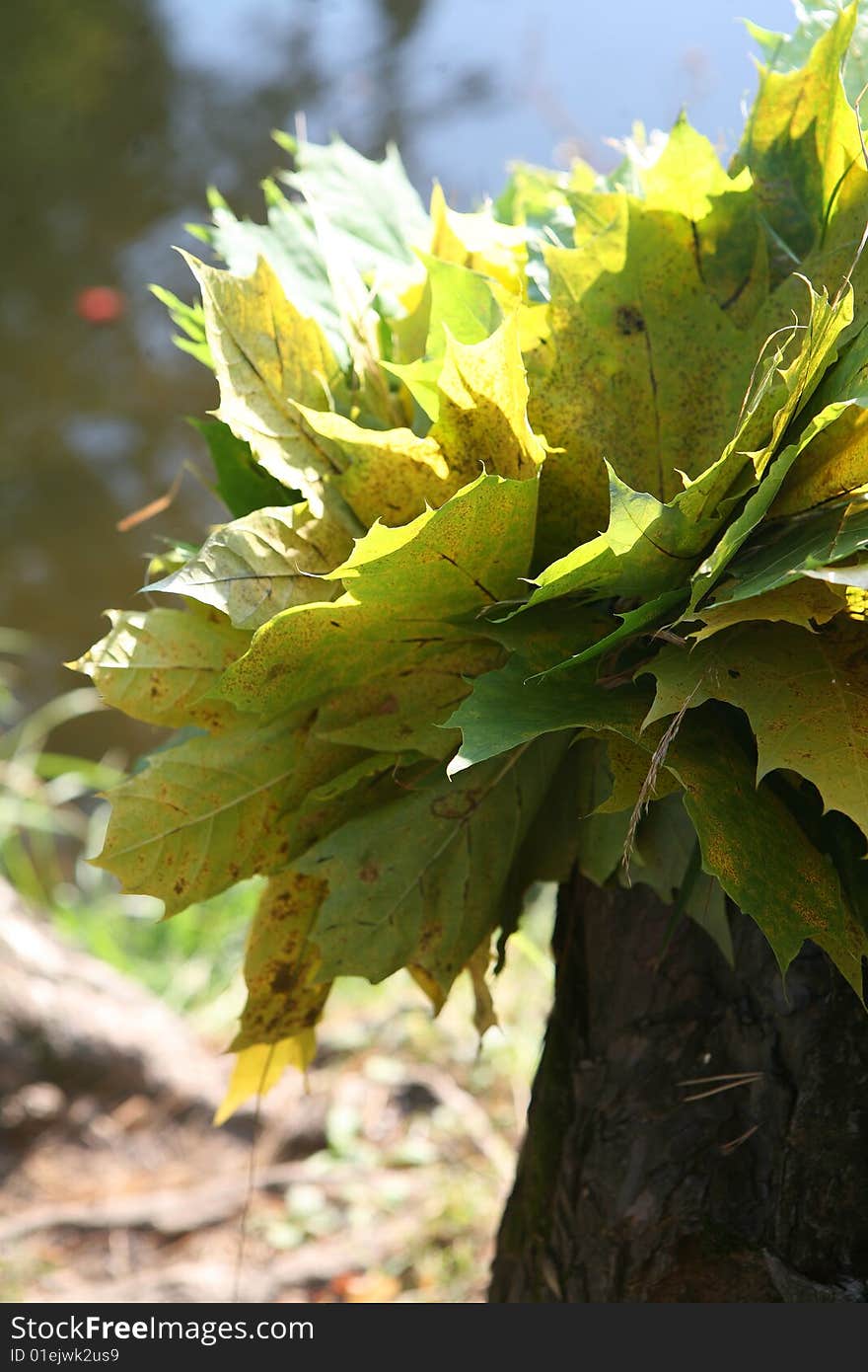 Yellow leafs on stump