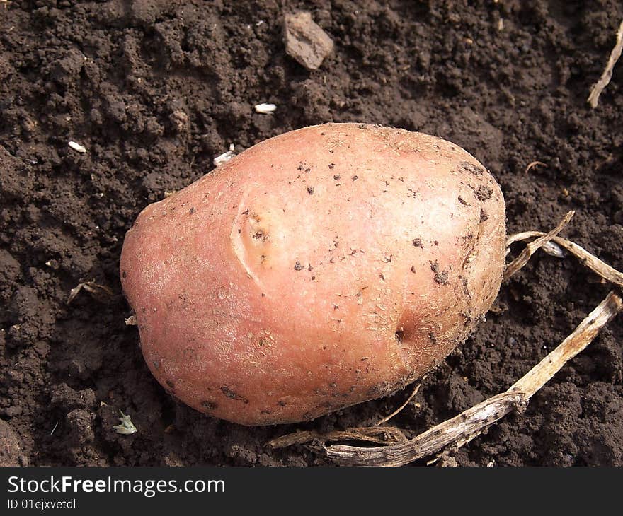 Potato on soil