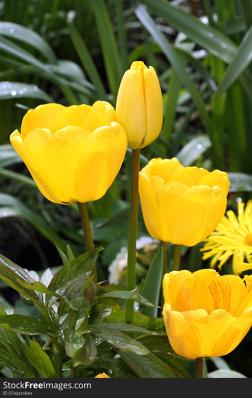 Yellow tulips with a few drops. Yellow tulips with a few drops.