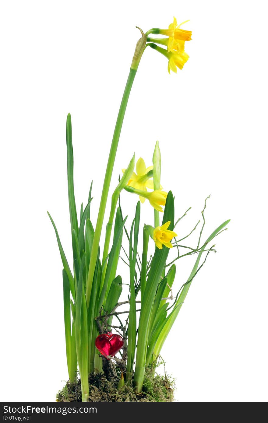 Yellow narcissuses on a white background.