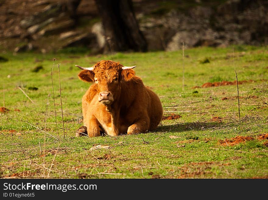 The bull lays on a grass and looks at us