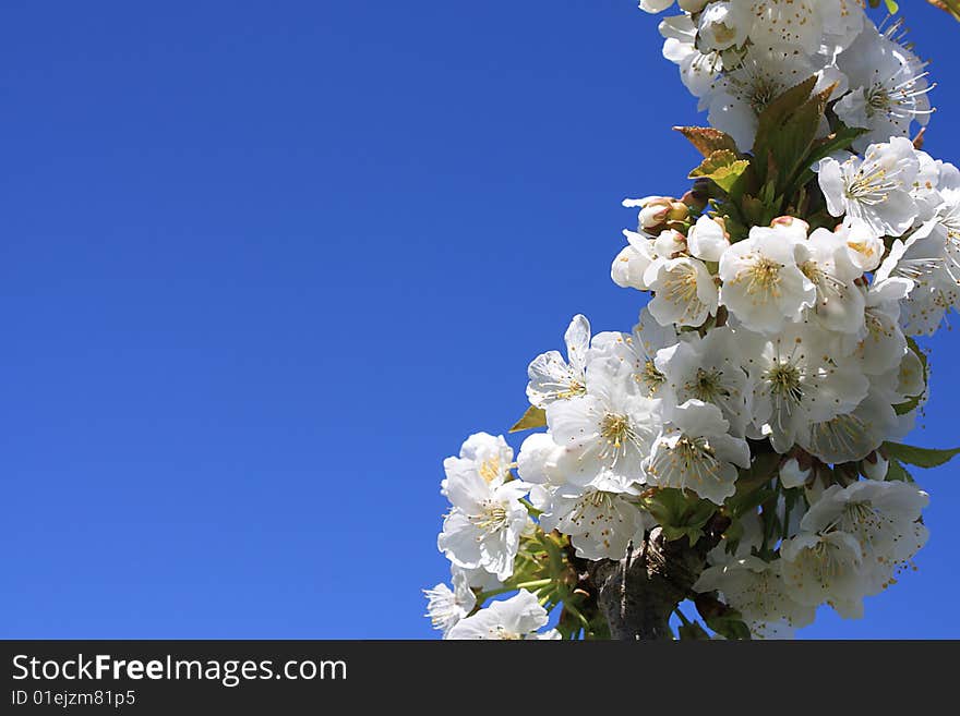 Delicate white cherry blossoms against a blue sky in springtime - with copy space