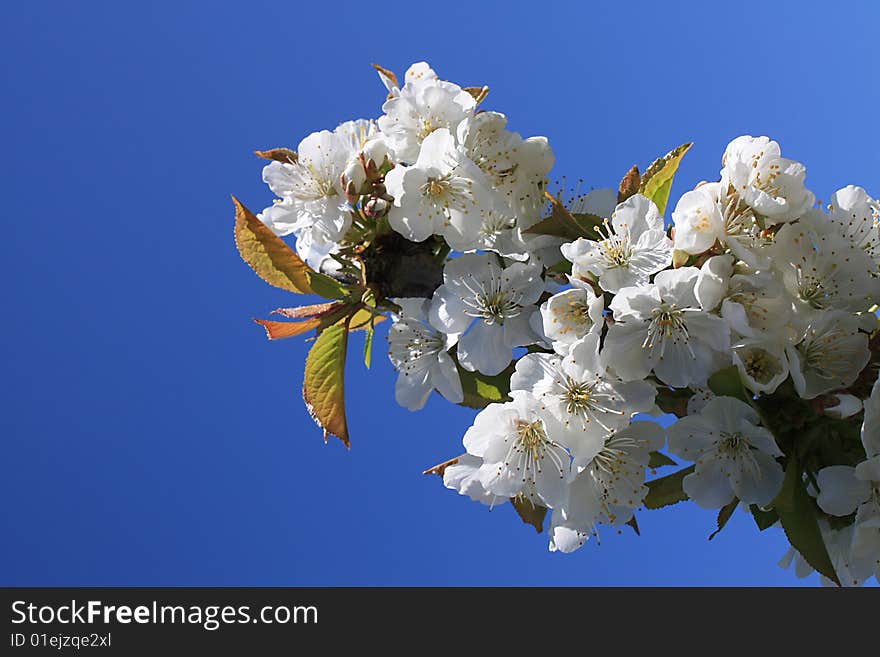 Delicate white cherry blossoms against a blue sky in springtime - with copy space. Delicate white cherry blossoms against a blue sky in springtime - with copy space