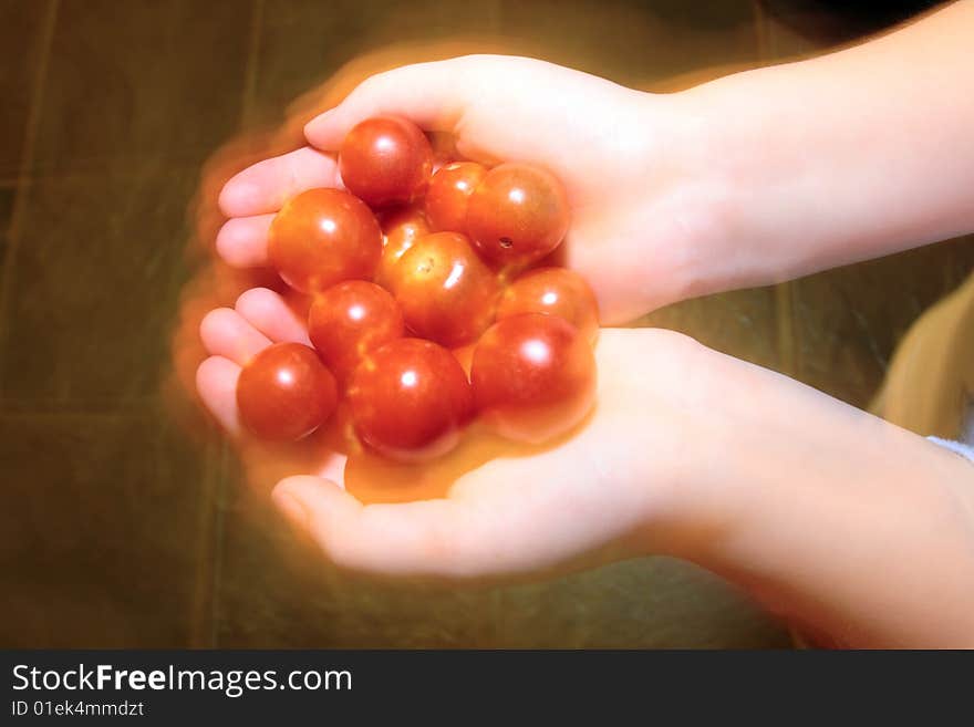 Big handfull of hot ripe organic farm tomatoes. Big handfull of hot ripe organic farm tomatoes